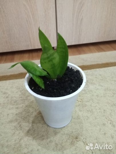 Сансевиерия