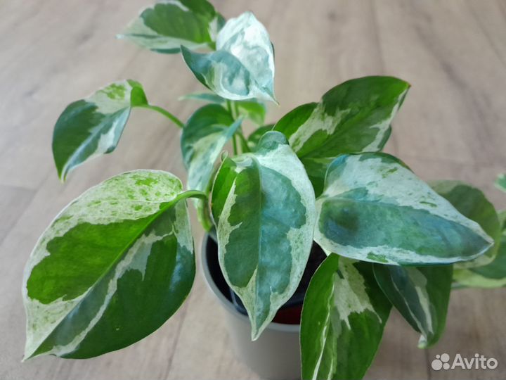 Эпипремнумы (сциндапсусы)