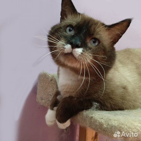 Жерар ищет дом