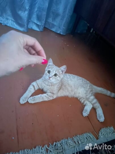 Британская кошка в дар