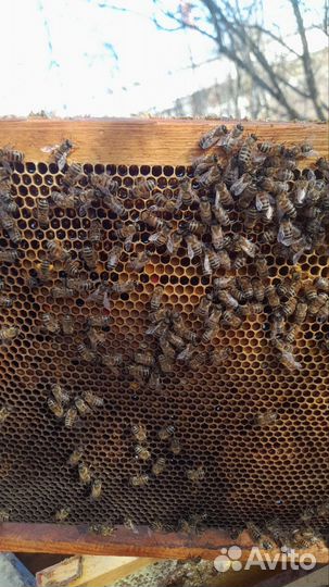 Преобрету 7 пчелопакетов по 3000тыс.р