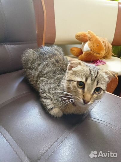 Котёнок вислоухий