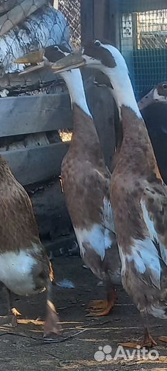 Индийский бегунок