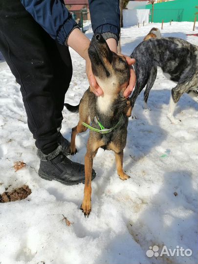 Молоденькая собака