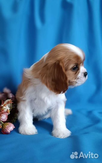 Девочка Кавалер Кинг Чарльз спаниель