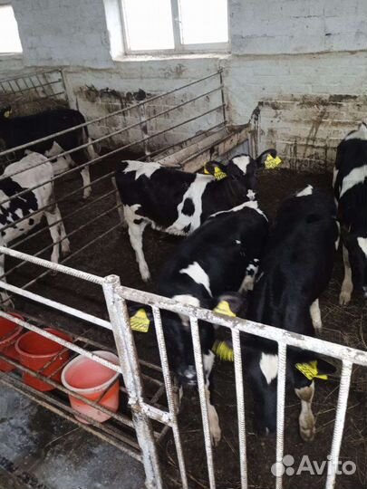 Бычки на откорм телята