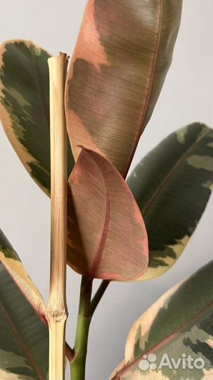 Фикус белиз 125см