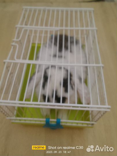 Декоративные кролики вислоухие