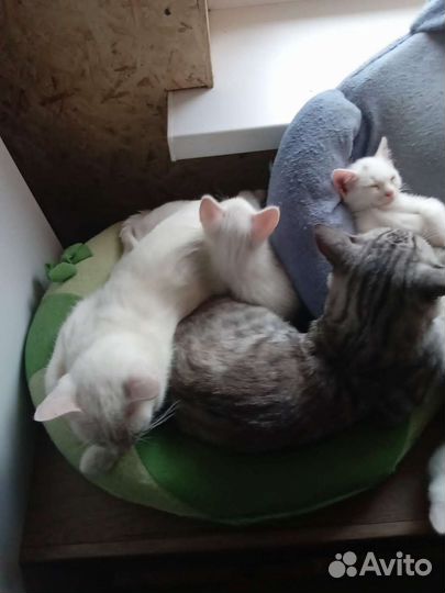 Котята в добрые руки