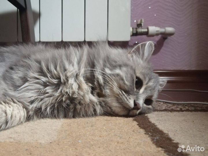 Пушистая Серая кошка 3 года в добрые руки