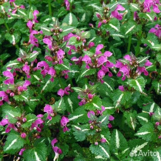 Ромашка,яснотка,черноголовка