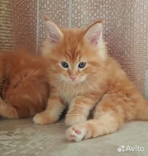 Мейн-кун Подарок к Рождеству