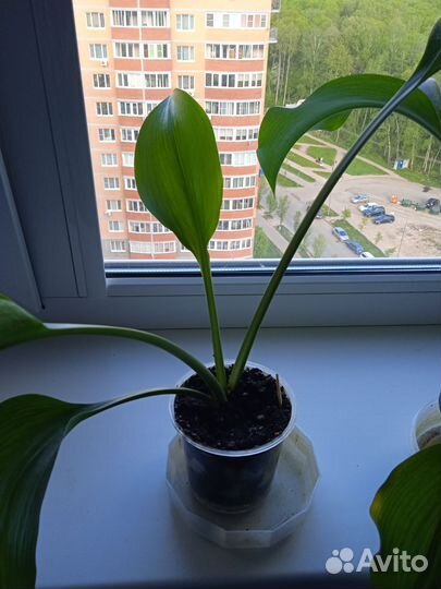 Эухарис (амазонская лилия)