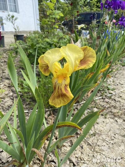 Ирисы делянкой