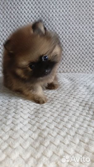 Щенки шпица