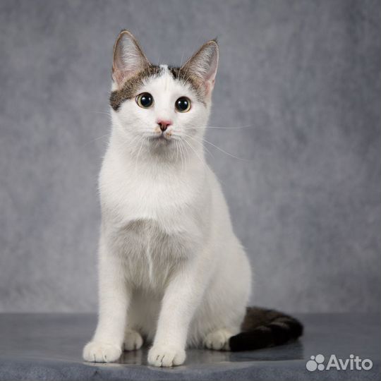 Кошечка Девочка в добрые руки