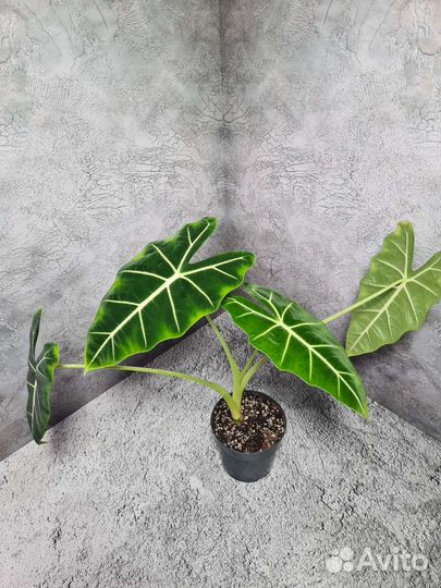 Алоказия Frydek