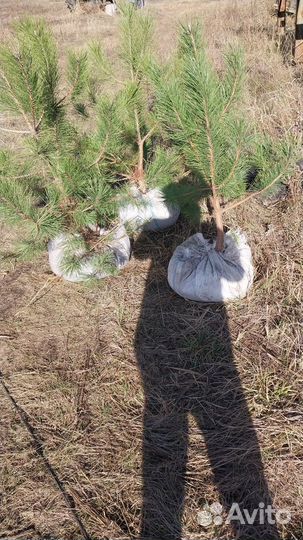 Саженцы хвойных и лиственных растений