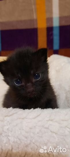 Девочка уголек в добрые руки