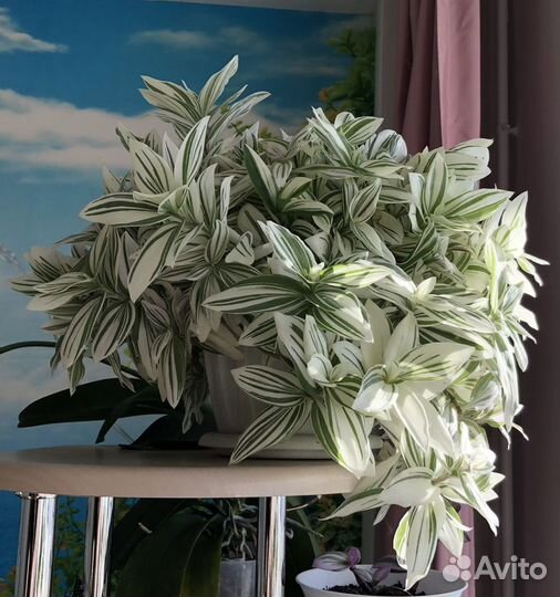 Традесканция Albovittata и другие