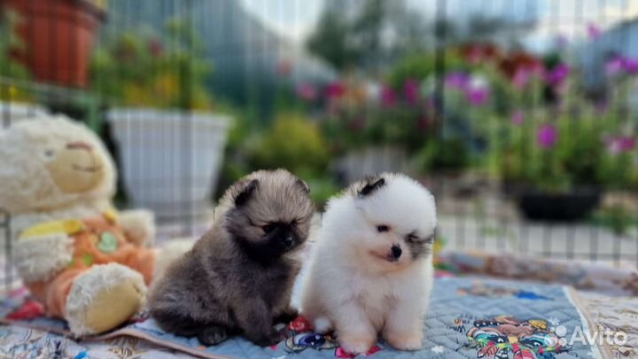 Щенки шпица. Для резервирования