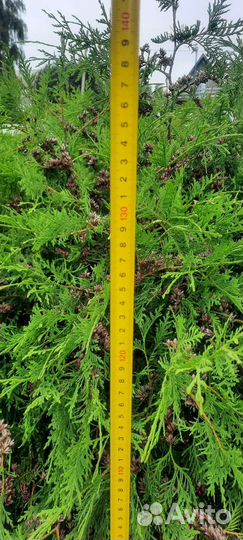 Туя шаровидная даника большая