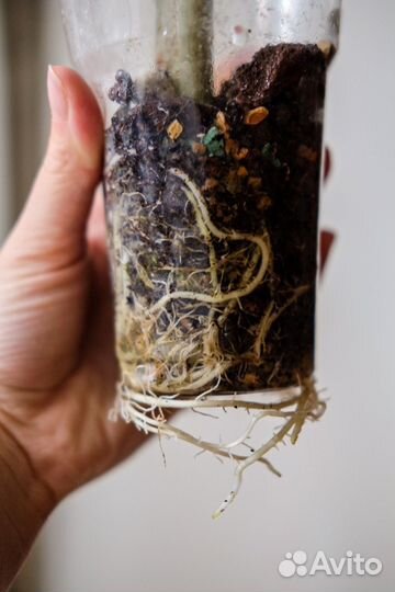 Алоказия портодора