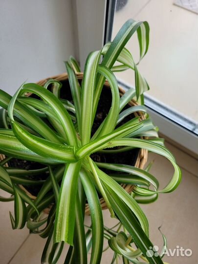 Хлорофитум кудрявый