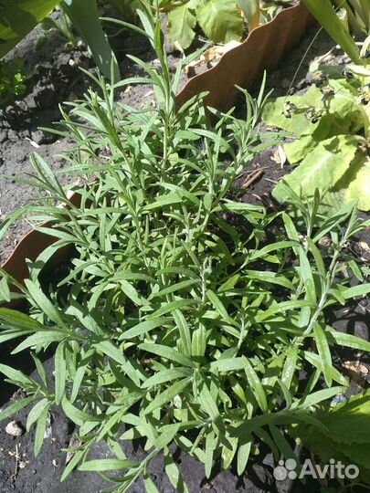 Самшит,садовые растения часть 2, рассада