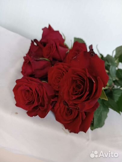 Розы красные, высокие