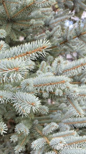 Ель голубая