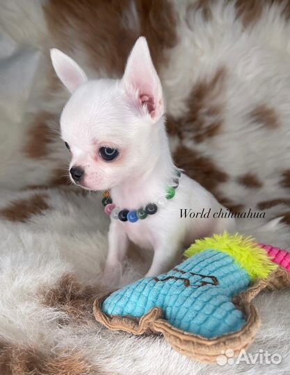 Супер Мини Зайка Чихуахуа