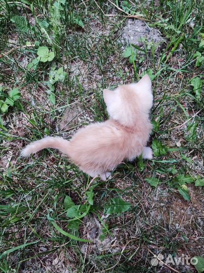 Кот шотландец