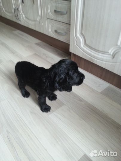 Щенки спаниеля