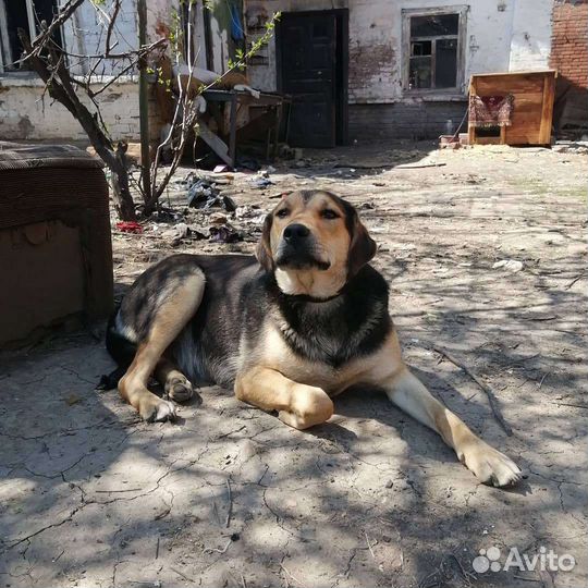 Собаки бесплатно в добрые руки