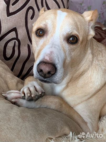 животные люберец