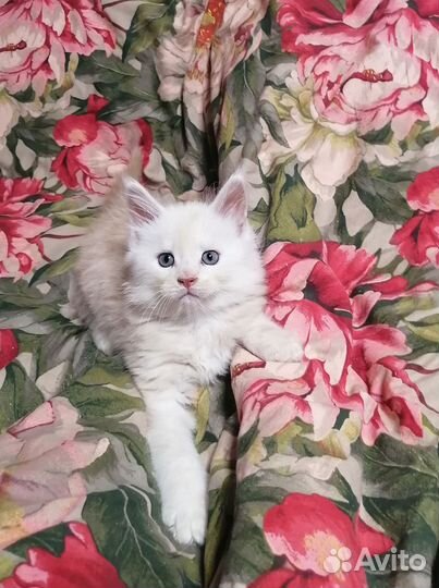 Котята Мейн Кун