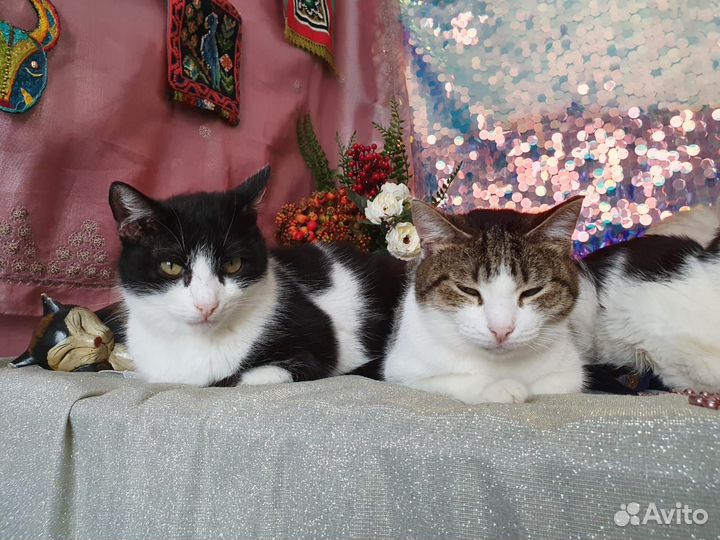 Котик Шустрик и кошечка в самом расцвете сил