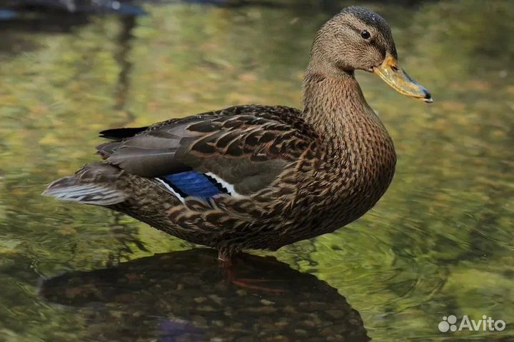 Подсадные утки