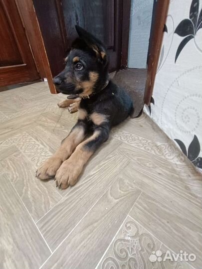 Немецкая овчарка