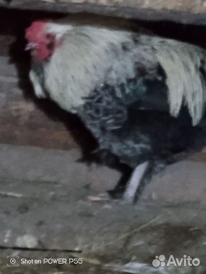 Молодые петухи