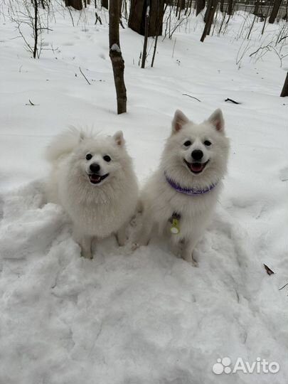 Передержка выгул присмотр няня собак кошек