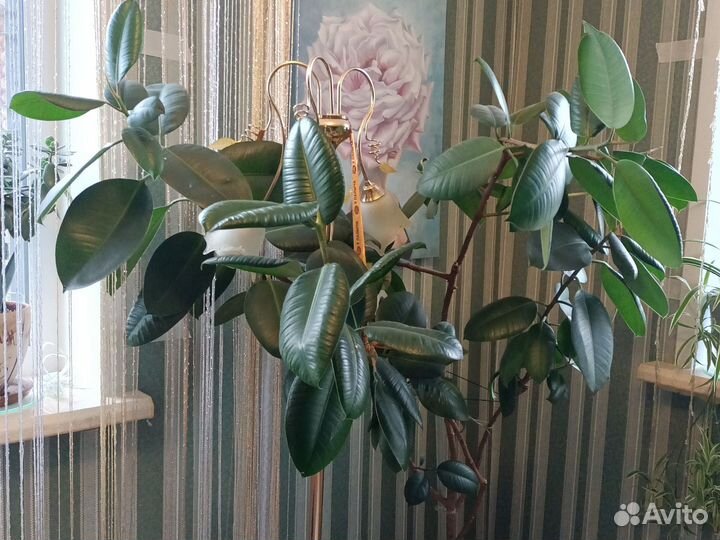 Цветы интерьерные, комнатные