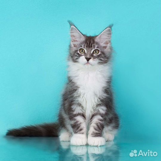 Мейн-кун серебристая тигрица