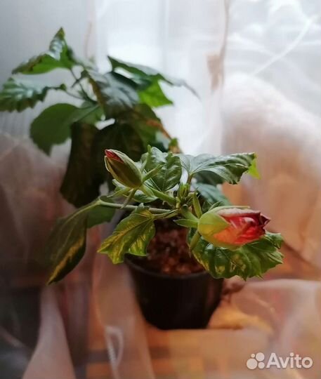 Китайская роза