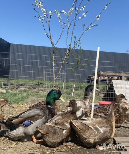 Руанские утки. Инкубационное яйцо. Утята