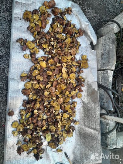 Грибы маслята свежие