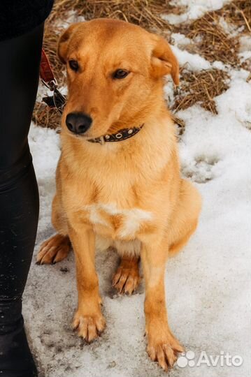 Собака в добрые руки