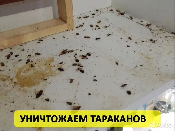 Уничтожение тараканов клопов дезинфекция с 1 раза
