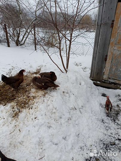 Петушки карликовые индоутки голуби